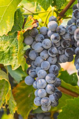 Prilep, Pelagonia, Kuzey Makedonya. Sarmaşıkta yetişen olgun şarap üzümleri.
