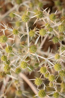 Prilep, Pelagonia, Kuzey Makedonya. Bahçedeki yeşil devedikeni çiçekleri.