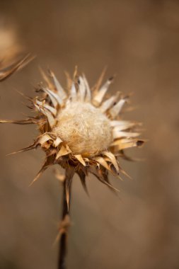 Prilep, Pelagonia, Kuzey Makedonya. Bahçede kurumuş devedikeni çiçeği.