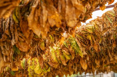 Prilep, Pelagonia, Kuzey Makedonya. Tütün yaprakları kurusun diye sarkıyor.