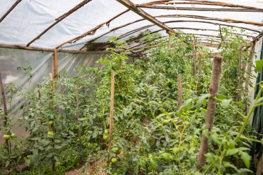 Kuratica, Ohri, Kuzey Makedonya. Ev yapımı bir serada büyüyen domatesler..