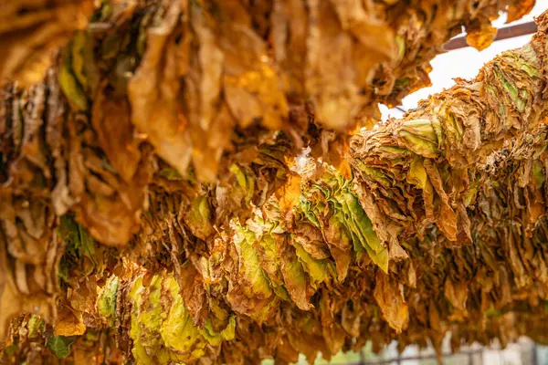 Prilep, Pelagonia, Kuzey Makedonya. Tütün yaprakları kurusun diye sarkıyor.