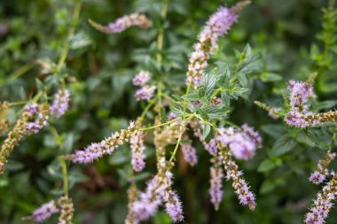 Kuratica, Ohri, Kuzey Makedonya. Kuzey Makedonya kırsalında pembe ve mor kır çiçekleri.