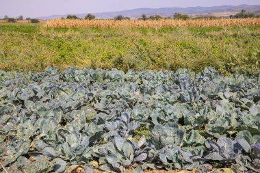 Donja Lakosnica, Razgojna, Jablanica Bölgesi, Sırbistan. Sırbistan 'da bir tarlada lahana.
