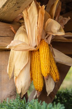 Donja Lakosnica, Razgojna, Jablanica Bölgesi, Sırbistan. Koçanda kurutulmuş sarı mısır demeti.