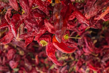 Donja Lakosnica, Razgojna, Jablanica Bölgesi, Sırbistan. Kuruması için asılmış taze kırmızı biber telleri..
