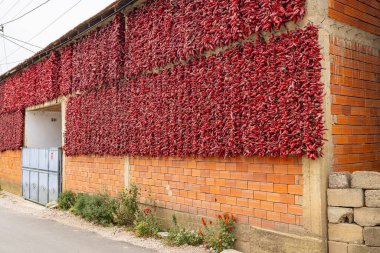 Donja Lakosnica, Razgojna, Jablanica Bölgesi, Sırbistan. Kuruması için asılmış taze kırmızı biber telleri..