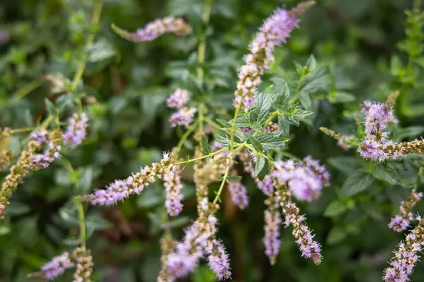 Kuratica, Ohri, Kuzey Makedonya. Kuzey Makedonya kırsalında pembe ve mor kır çiçekleri.