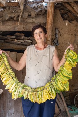 Veljusa, Strumica, Kuzey Makedonya. 3 Eylül 2024. Kurutmak için tütün yaprakları tutan kadın..