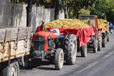 Kavadarci, Tikves, Kuzey Makedonya. 4 Eylül 2024. Traktörler taze toplanmış şarap üzümlerini teslim ediyor..