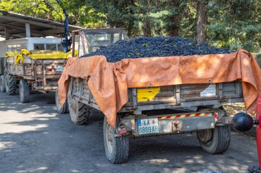 Kavadarci, Tikves, Kuzey Makedonya. 4 Eylül 2024. Taze toplanmış şarap üzümlerini teslim ediyorum..