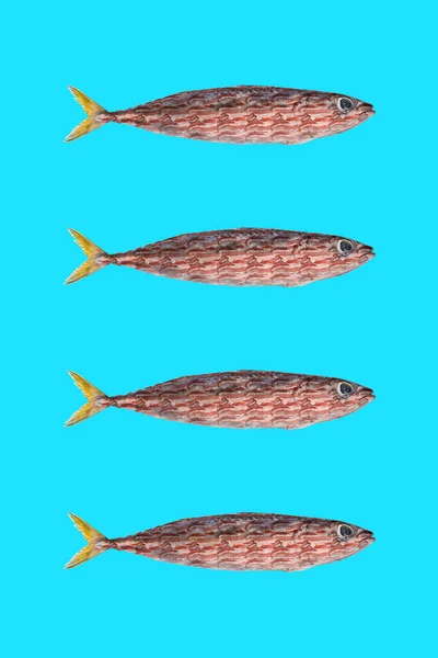 Collage Arte Con Pesce Sgombro Pancetta Foto Sfondo Pastello Estivo — Foto Stock
