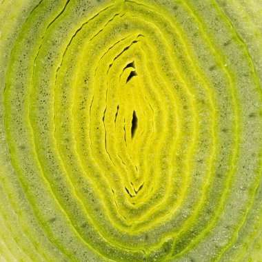 Arkaplan olarak pırasa dokusu. Pırasanın yakın çekimi. Makro fotoğraf. Pırasa.