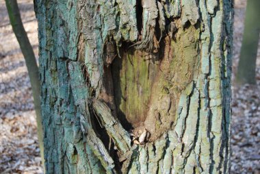 Doğa aynı zamanda aşk simgelerini de yontabilir.