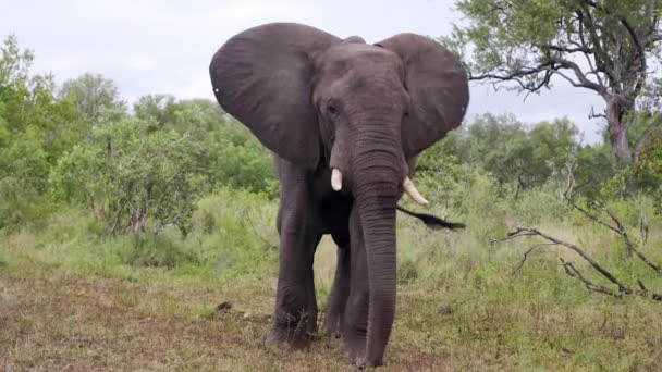 南アフリカの野生の象のクローズアップは 優しく耳とトランクを移動します 高品質の4K映像 — ストック動画