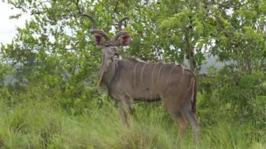 Büyük spiral boynuzları olan erkek Afrika antilobu doğal habitatında bitki örtüsü arasındadır. Tragelaphus strepsiceros. Yüksek kalite 4k görüntü