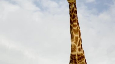 Yavaş çekimde çiğneyen komik, izole zürafa arka planda bulutlarla kameraya bakıyor. Yüksek kalite 4K görüntü, Giraffa camelopardalis