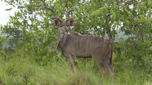非洲雄性科杜羚羊 在其自然栖息地的植被中有着巨大的螺旋形角 Tragelaphus链球菌感染 高质量的4K镜头 — 图库视频影像