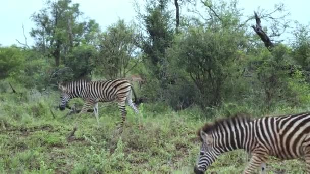 一群斑马穿过草原上的静止平面 高质量的4K镜头 — 图库视频影像