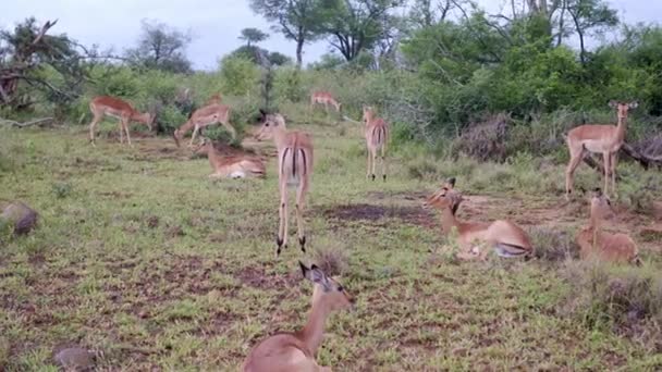 Снимают Группу Диких Антилоп Импалы Естественной Среде Обитания Африканской Саванне — стоковое видео
