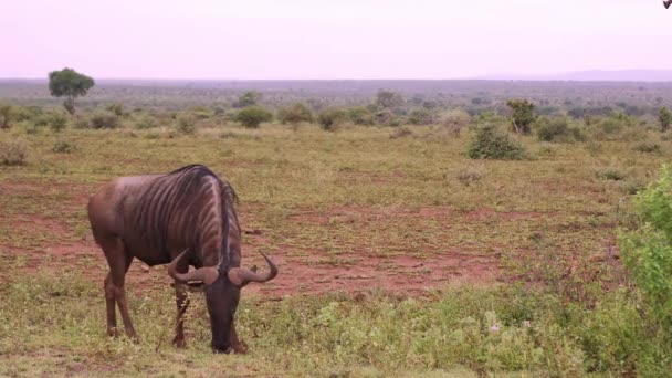 Statyczne Ujęcie Dzikiej Bestii Pasącej Się Spokojnie Afrykańskiej Sawannie Wysokiej — Wideo stockowe