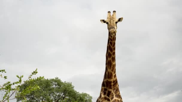 Afrika Safarisindeki Bulutlu Bir Arka Planda Kameraya Bakan Bir Zürafa — Stok video