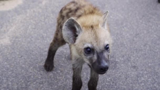 Gros Plan Adorable Bébé Hyène Approchant Avec Curiosité Peur Crocuta — Video