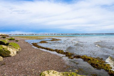 Yeşil yosun ve yosun kaplı kayalarla kaplı bir sahil. Puerto Madryn, Chubut Eyaleti, Arjantin