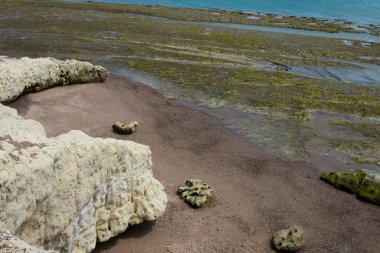 Yeşil yosun ve yosun kaplı kayalarla kaplı bir sahil. Puerto Madryn, Chubut Eyaleti, Arjantin