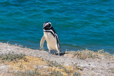 Magellanic penguin in Penguins Viewpoint. Peninsula Valdes, Province of Chubut, Argentina