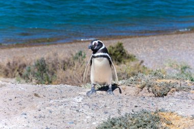 Magellanic penguin in Penguins Viewpoint. Peninsula Valdes, Province of Chubut, Argentina