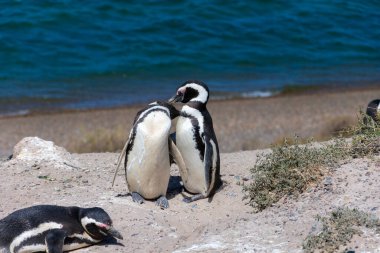 Magellanic penguins in Penguins Viewpoint. Peninsula Valdes, Province of Chubut, Argentina
