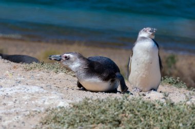Magellanic penguin in Penguins Viewpoint. Peninsula Valdes, Province of Chubut, Argentina