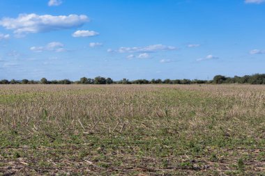 Mavi bir gökyüzünün altında sakallı ve kırsal alanda dağılmış bulutlarla hasat edilmiş bir tarla. Cordoba, Arjantin