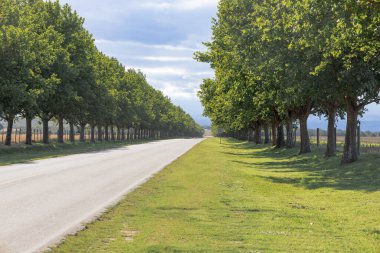 Çimento yeşili ağaçlarla kaplı pitoresk bir köy yolu. Cordoba, Arjantin