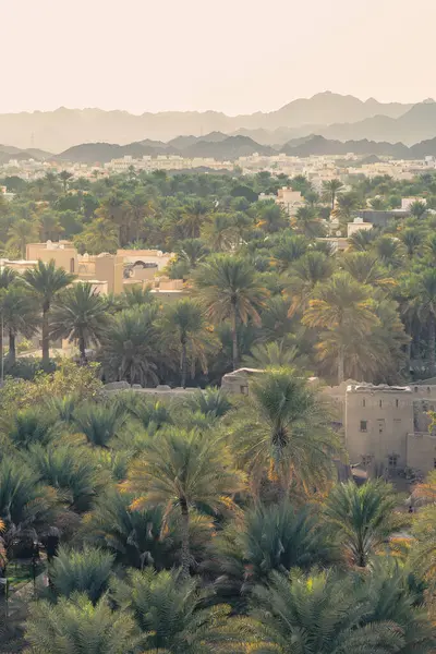 Nizwa, Umman. 08 Şubat 2025. Palmiyelerin bulunduğu yüksek hurma ağaçları, çadırlar, modern binalar ve dağlar...