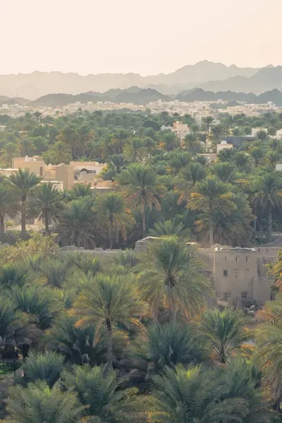 Nizwa, Umman. 08 Şubat 2025. Palmiyelerin bulunduğu yüksek hurma ağaçları, çadırlar, modern binalar ve dağlar...