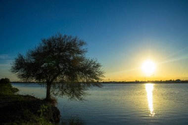Gün batımında bir ağaç nehir kıyısında gün batımında bir ağacın yanında.