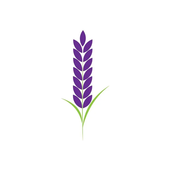 Lavender Flower Illustration Logo Vector — Stock Vector