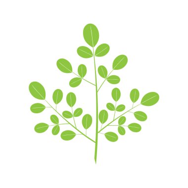 Moringa yaprak simgesi şablonu vektörü