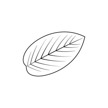 Guava yaprağı vektör resim tasarımı