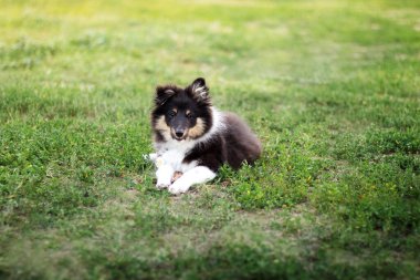 Güzel Sheltie yavrusu yeşil çimlerin üzerinde yatıyor.