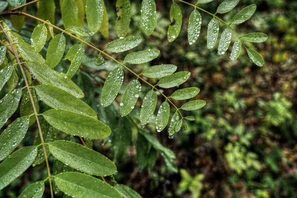 Sabah yağmurun yeşil yaprakları.