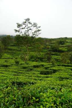 Çay tarlasında puslu bir sabah, sislerin arasından yükselen ağaçlar. Huzurlu atmosferde yansıtılan dingin güzellik.