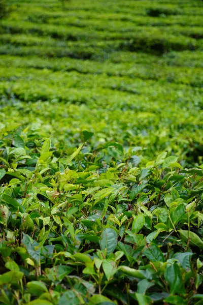 Focused on tea plants in the foreground of a vast tea plantation. Scientific name: Camellia sinensis. Serenity in the sprawling tea fields.