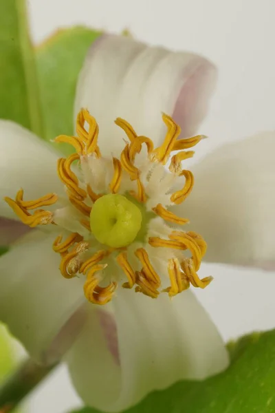Close-up capture: White-petaled orange tree blossom with vivid yellow stamen and delicate light green pistil.