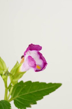 Büyüleyici yakın plan: Beyaz-mor lades kemiği çiçeği (Torenia fournieri), beyaz bir arkaplanda zarif bir şekilde yakalanan yemyeşil yapraklara karşı.