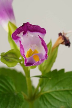 Büyüleyici yakın plan: Beyaz-mor lades kemiği çiçeği (Torenia fournieri), beyaz bir arkaplanda zarif bir şekilde yakalanan yemyeşil yapraklara karşı.