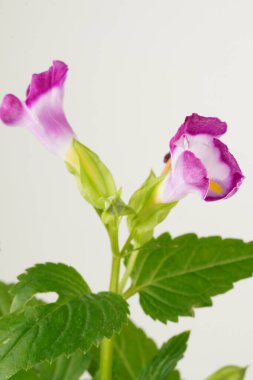 Büyüleyici yakın plan: Beyaz-mor lades kemiği çiçeği (Torenia fournieri), beyaz bir arkaplanda zarif bir şekilde yakalanan yemyeşil yapraklara karşı.