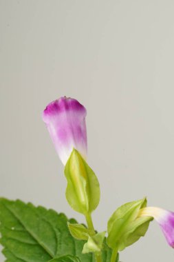 Büyüleyici yakın plan: Beyaz-mor lades kemiği çiçeği (Torenia fournieri), beyaz bir arkaplanda zarif bir şekilde yakalanan yemyeşil yapraklara karşı.